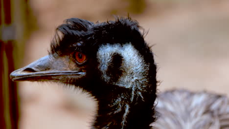 Curious-emu-Dromaius-novaehollandiae-looking-around,-telephoto-closeup