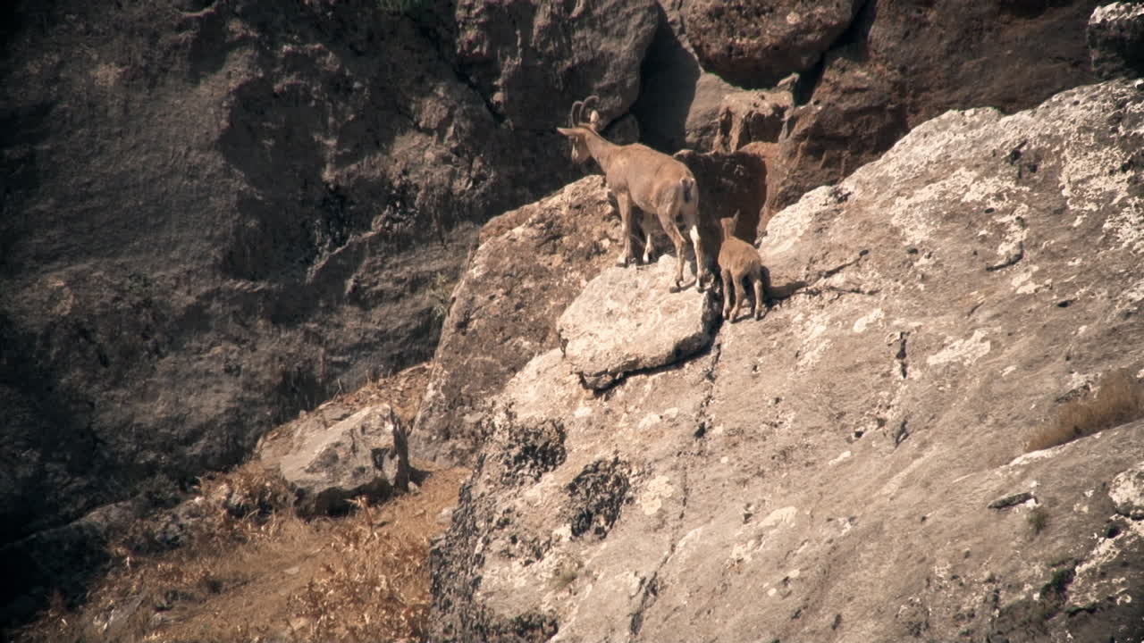 Wild goats On rocky mountain
