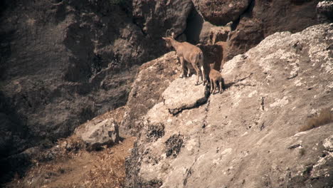 wild goats on rocky mountain