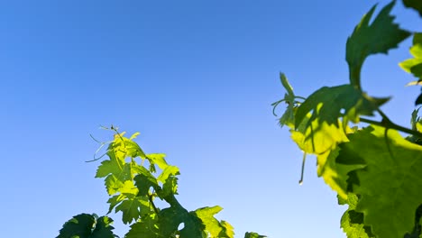 vine leaves gently swaying under clear blue sky