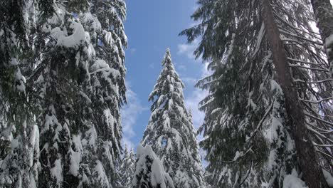 snow covered coniferous trees in winter - low angle shot