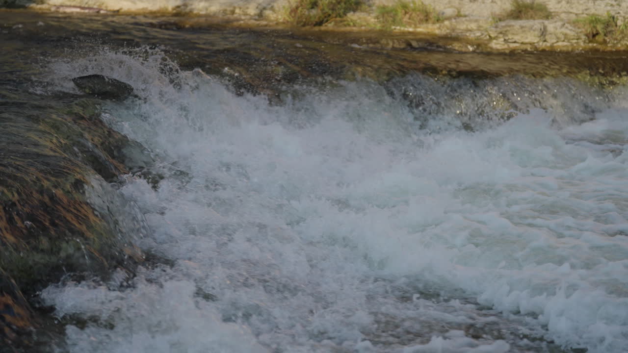 Salmon jump in Ganaraska River, Ontario, slow motion, action shot