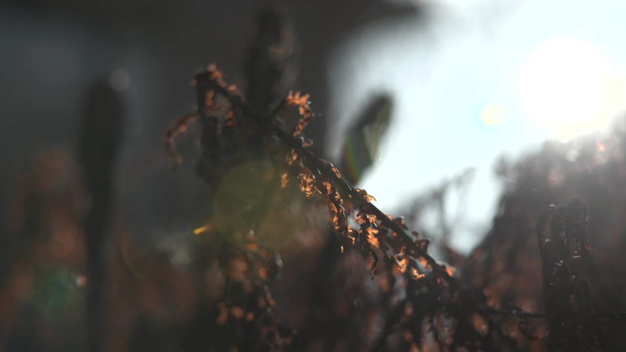 Plants bathed in sunlight