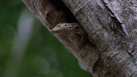 body out of the burrow as seen from under the tree facing to the left closing its eye, clouded monitor lizard varanus nebulosus thailand