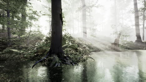 Lago-En-El-Bosque-De-Hoja-Perenne-Majestuoso-Oscuro