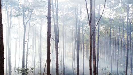 Trees-In-The-Forest-Shrouded-By-Smoke-Due-To-Wildfire