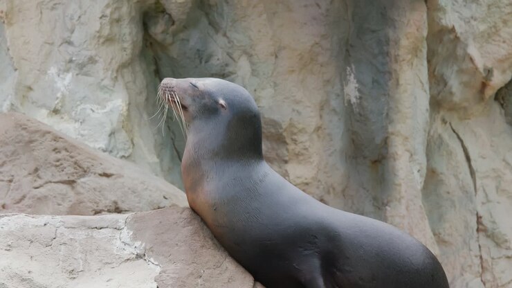 Sea lion lying on the rock