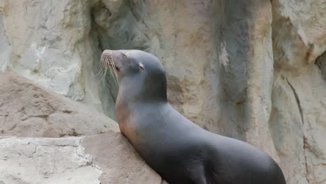 Seelöwe-Liegt-Auf-Dem-Felsen