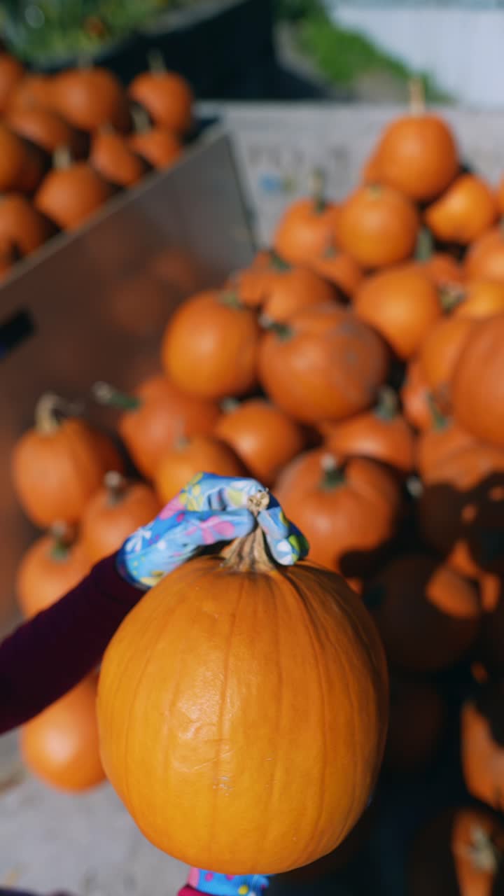 recogiendo calabazas en la granja