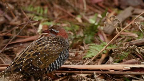 bird foraging among foliage at melbourne museum