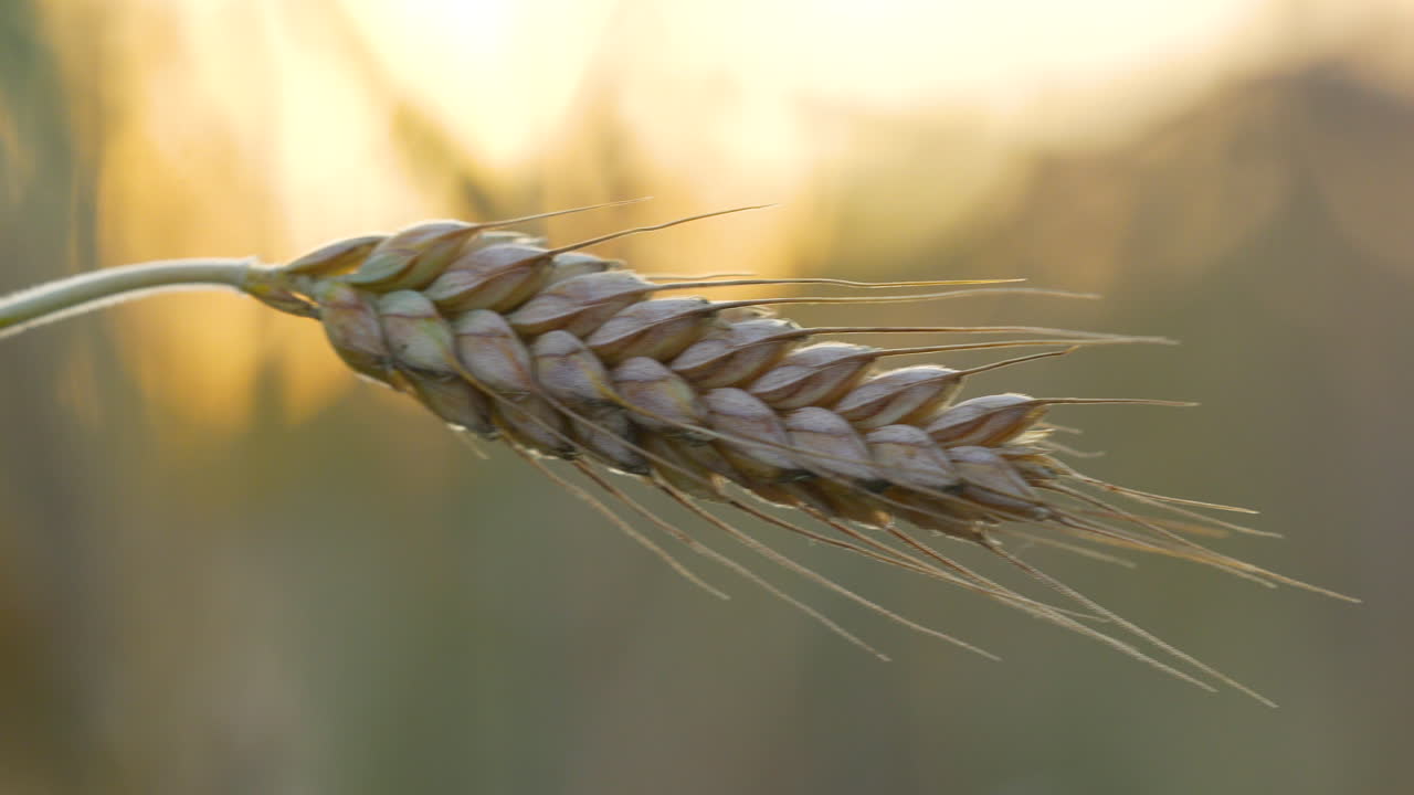 lateral shot showing barley crop grain on field against golden sunset in background, close up