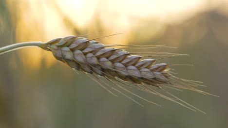 Seitliche-Aufnahme,-Die-Gerstenkorn-Auf-Dem-Feld-Vor-Goldenem-Sonnenuntergang-Im-Hintergrund-Zeigt,-Nahaufnahme