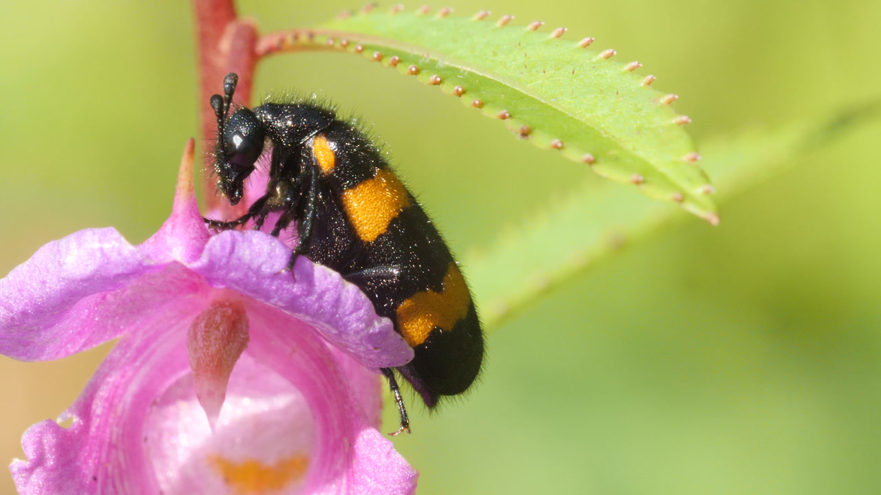 Dew-drenched black and orange Blister Beetle motionless on a pink impatience flower at sunrise.