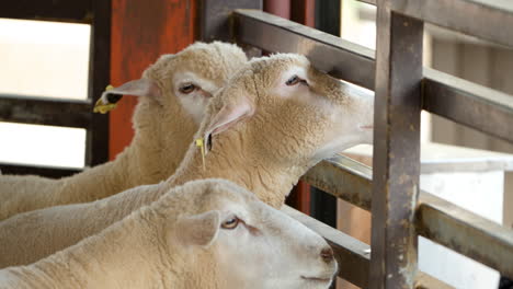 people feeding sheep behind the fence at anseong farmland