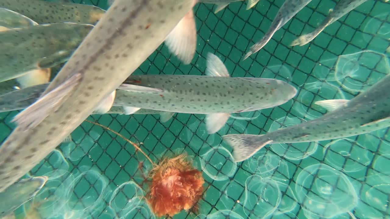 낚시 그물 위에서 수영하는 연어 물고기를 닫습니다