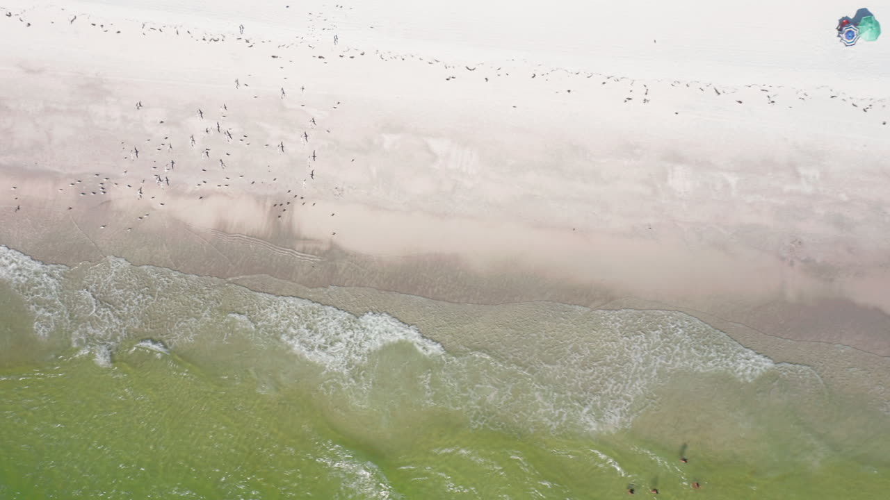 Gentle waves wash onto the sandy shoreline as a flock of seabirds gathers near the surf, creating a peaceful coastal scene from a top-down perspective