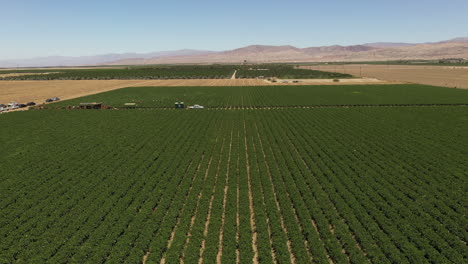 An-aerial-view-of-oil-palm-plantations-can-produce-oil-palm-fruit-harvest-to-be-processed-into-cooking-oil