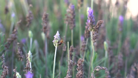 Handheld-slow-motion-clip-of-a-bee-sipping-on-lavender-flowers