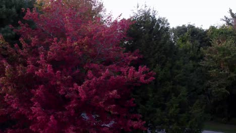 A-pan-up-of-a-changing-tree-next-to-an-evergreen-in-Maine