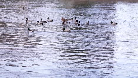 beautiful wild ducks floating on the crystal lake water at the park in romania through spring time