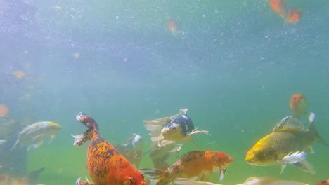 Japanische-Koi-fische-Schwimmen-Im-Natürlichen-Teich-Mit-Algen,-Pov-unterwasserkamera