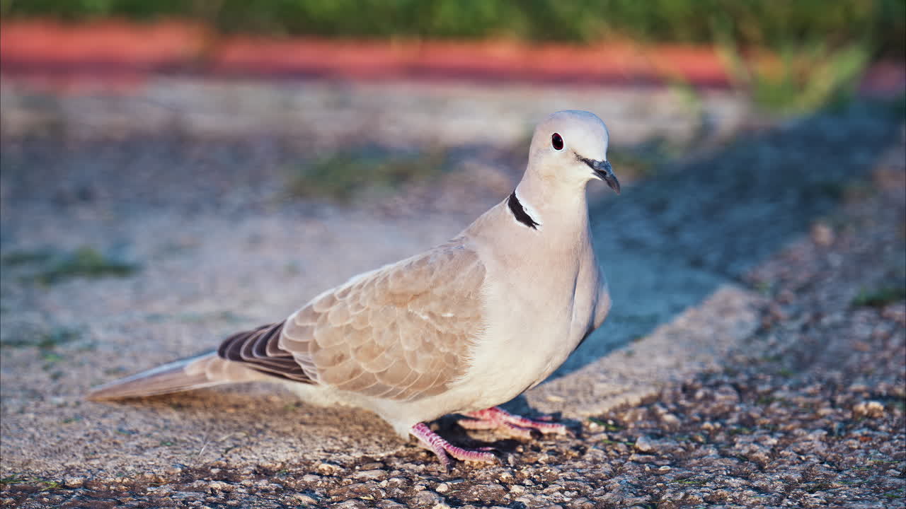 Close up of a pigeon walking outside on pebbles