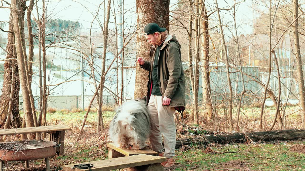 거짓말에서 서있는 자세로 명령에 따라 매우 훈련 된 푹신한 회색 개