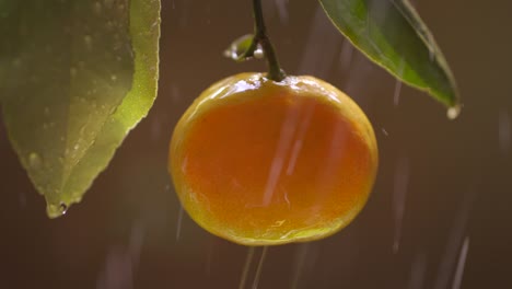 citrus fruits in the glare of the sun and raindrops