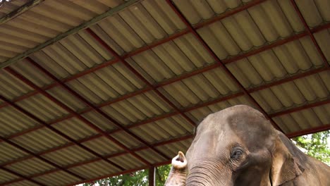 elephant raising trunk and ears under a roof.