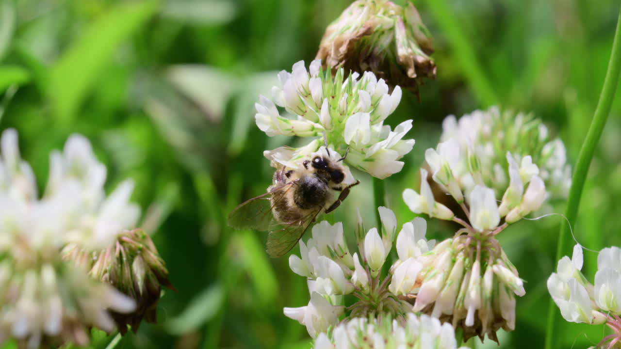 Bees busily collect nectar and pollen from white clover flowers in a vibrant garden on a sunny spring day. Nature's pollination process