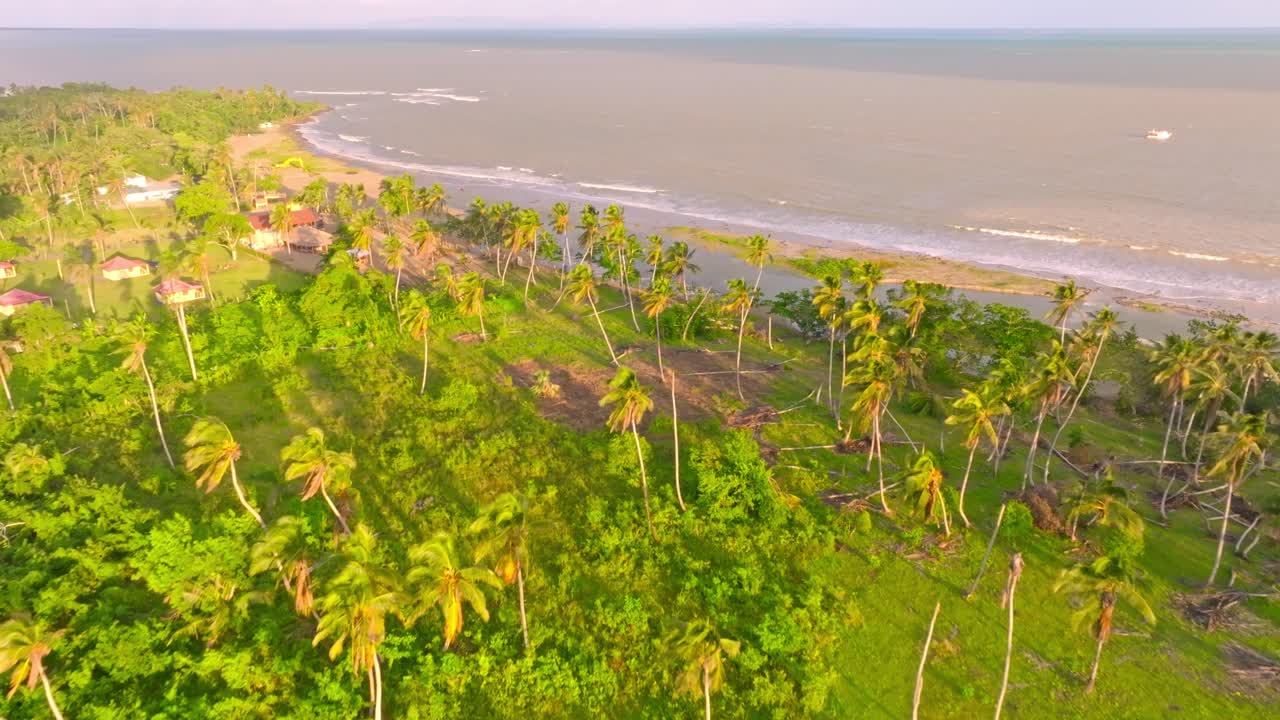plantación aérea de palmeras con mar caribe y playa de fondo durante el día soleado