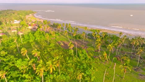 aerial flyover palm tree plantation with caribbean sea and beach in background during sunny day