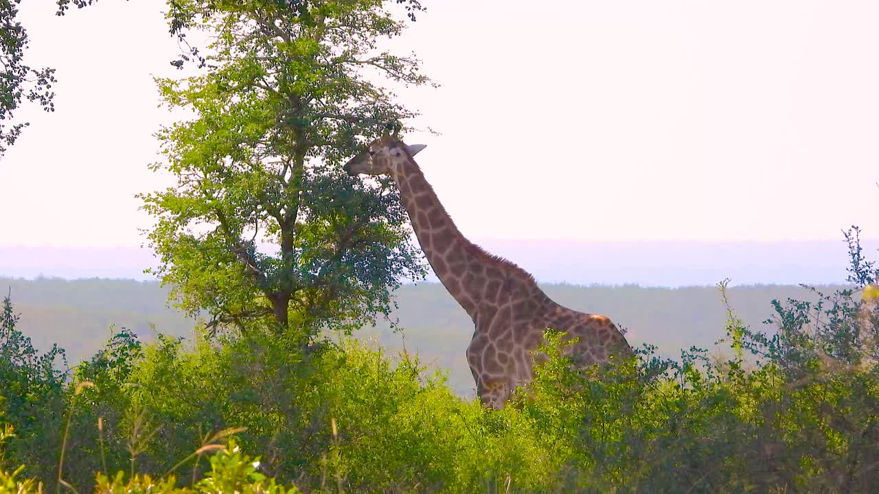 크루거 국립 공원의 울창한 풍경을 배경으로 키가 큰 나무의 잎을 우아하게 먹는 지라프