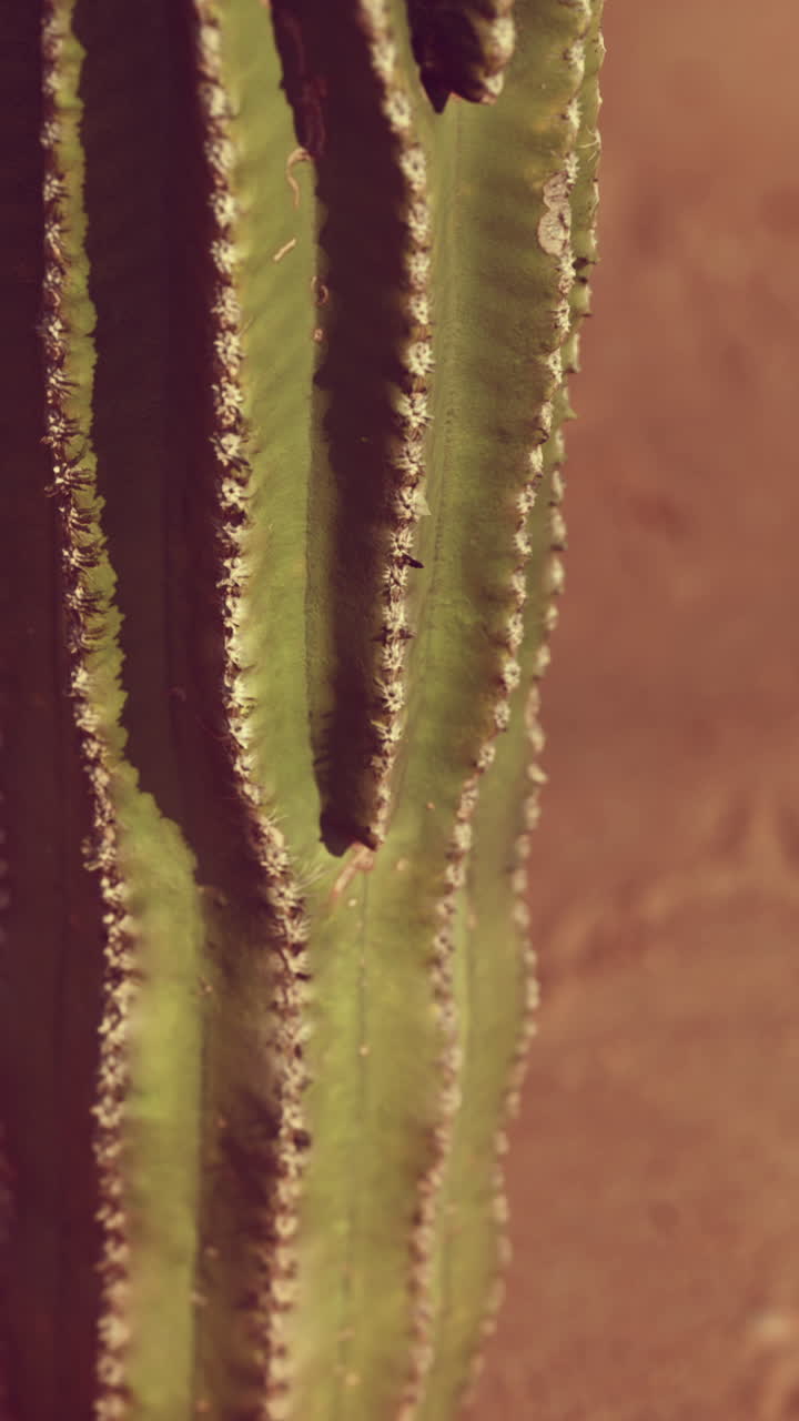Primer plano de cactus saguaro en la arena