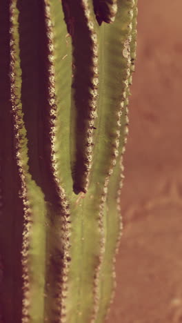 close up of saguaro cactus at the sand