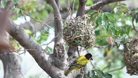 bird sitting on tree branch in forest