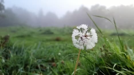 Mit-Tau-Bedeckter,-Reinweißer-Löwenzahn-Wächst-In-Langem-Gras,-Umgeben-Von-Einer-Nebligen,-ätherischen-Waldsilhouette