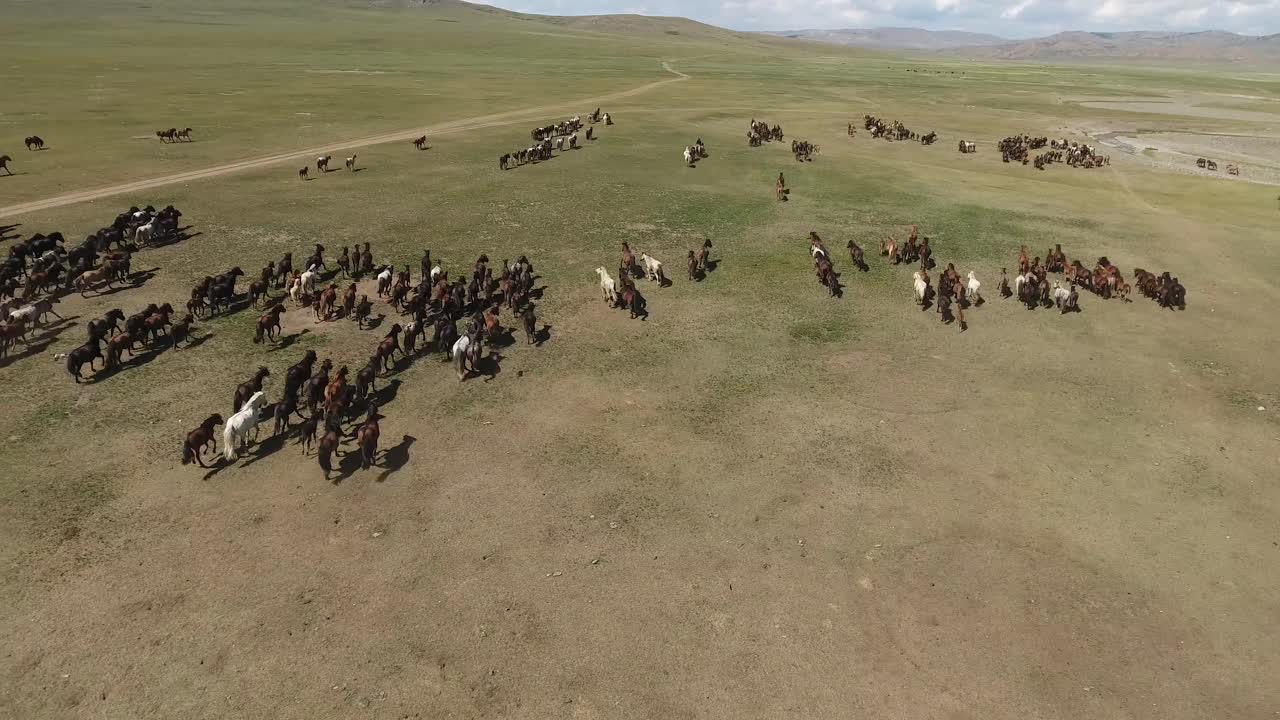 una manada épica de caballos galopando se aleja con un avión no tripulado en mongolia