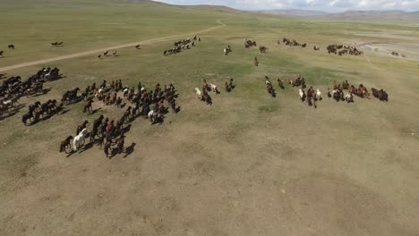 epic herd of horses galloping zoom out with a drone in mongolia