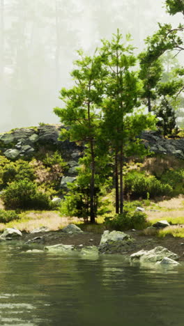 serene lake with pine trees and fog