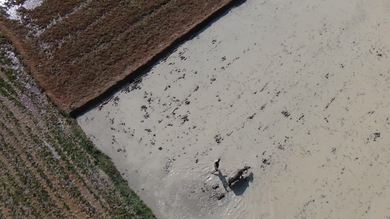 베트남 북부의 넓은 논 논 재배지의 농업 전망