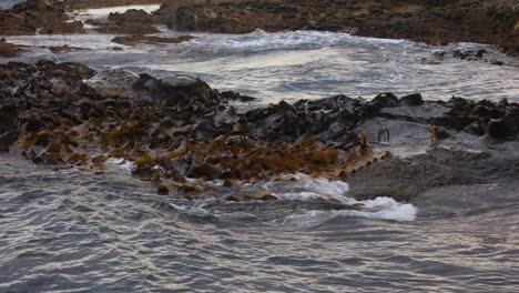 primo piano colpo al rallentatore di alghe marine che si muovono su una barriera corallina in australia