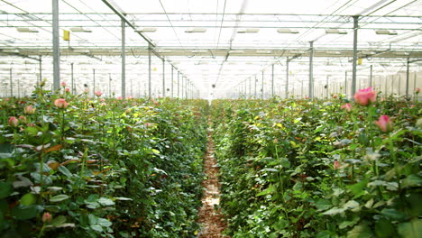 Flower-Greenhouse