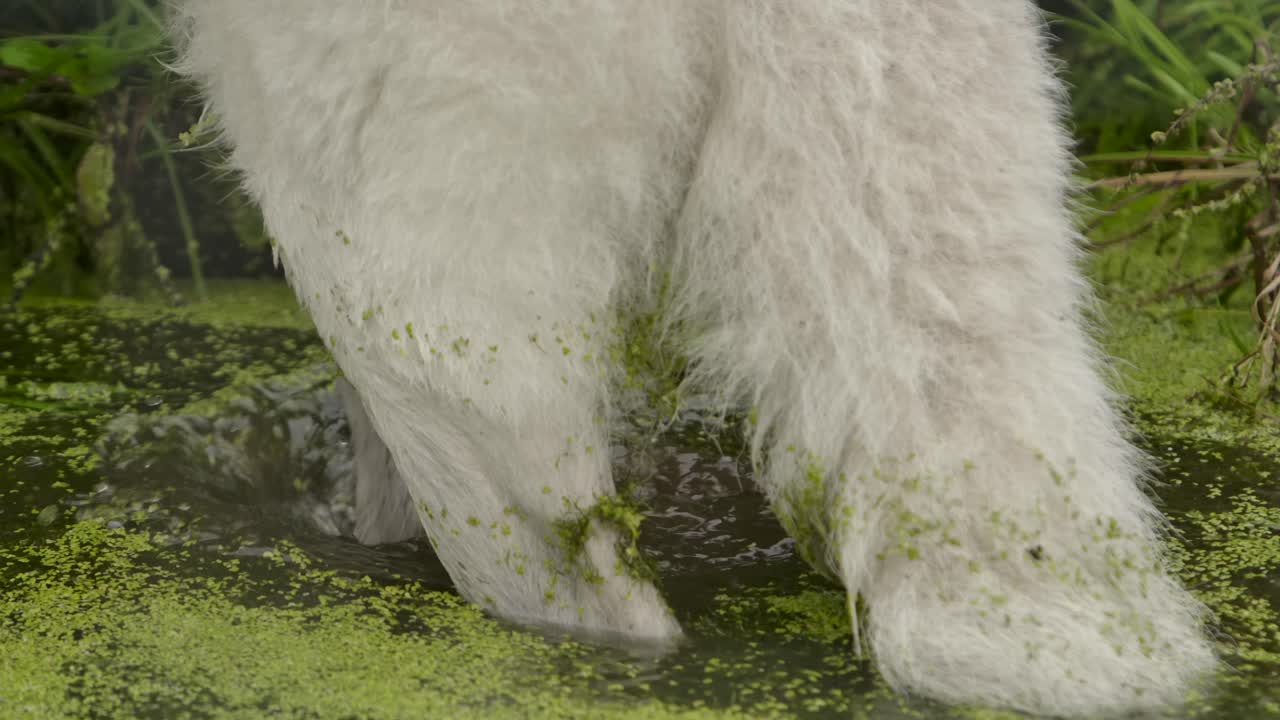 primer plano de un lobo ártico saliendo de un pantano lleno de algas cámara de mano slomo filmada a través de la maleza