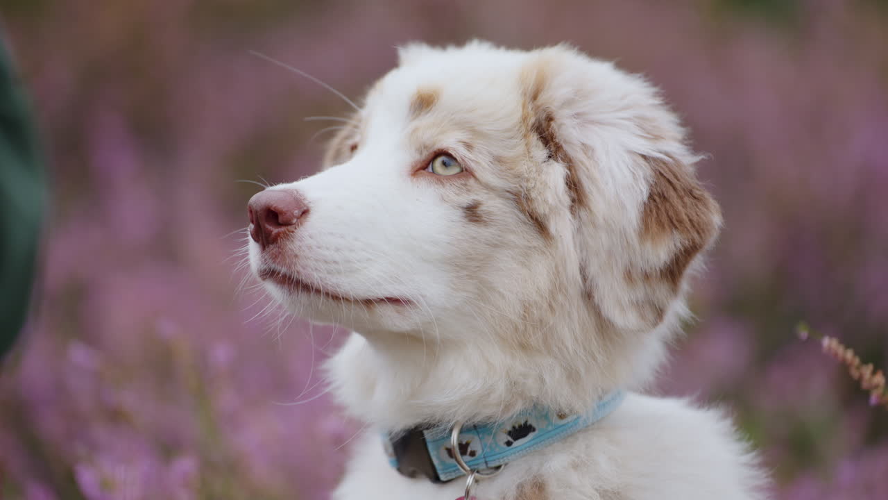 Head Closeup Baby Australian Shepherd Puppy Looking Up Asking Food