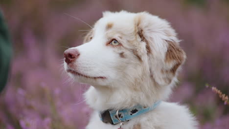 head closeup baby australian shepherd puppy looking up asking food