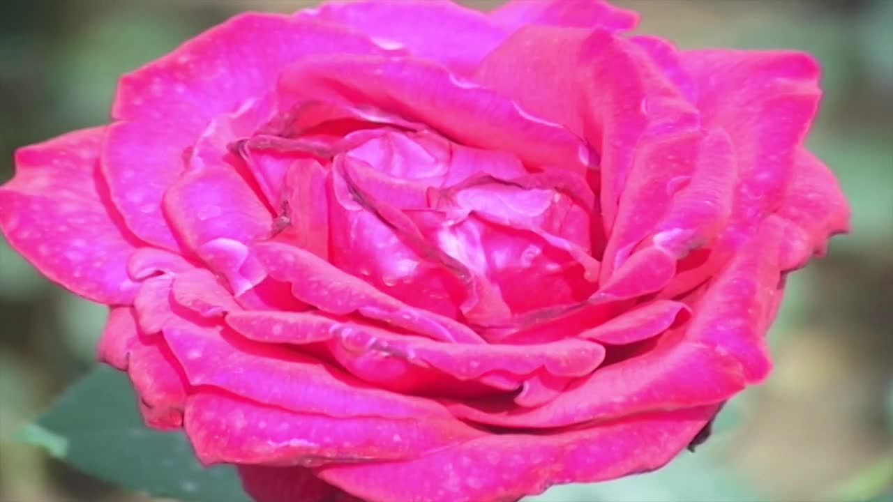 Beautiful Pink Rose Blossoms