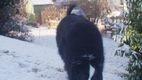 Medium-close-up-shot-of-a-cute-dog-standing-in-the-garden,-waging-its-tail