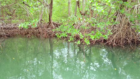 mangrove forest reflection in calm water