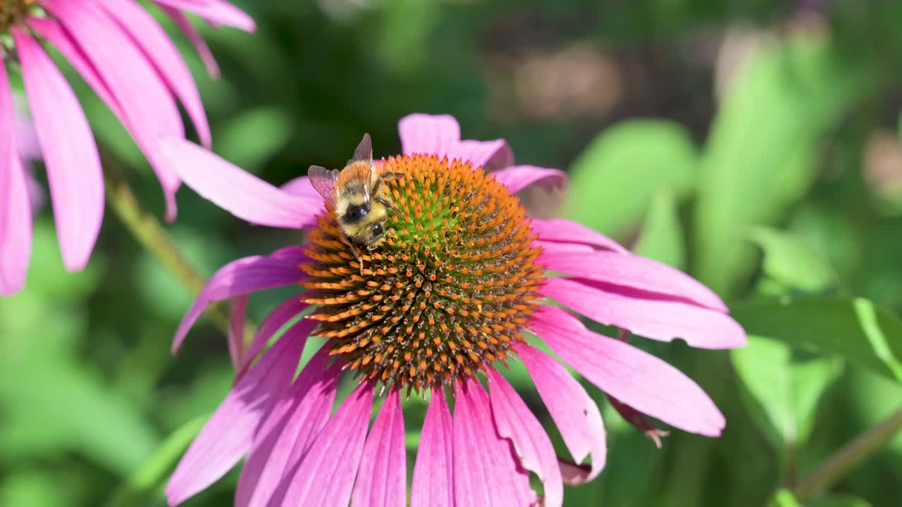 abeja en flor amarilla y rosa